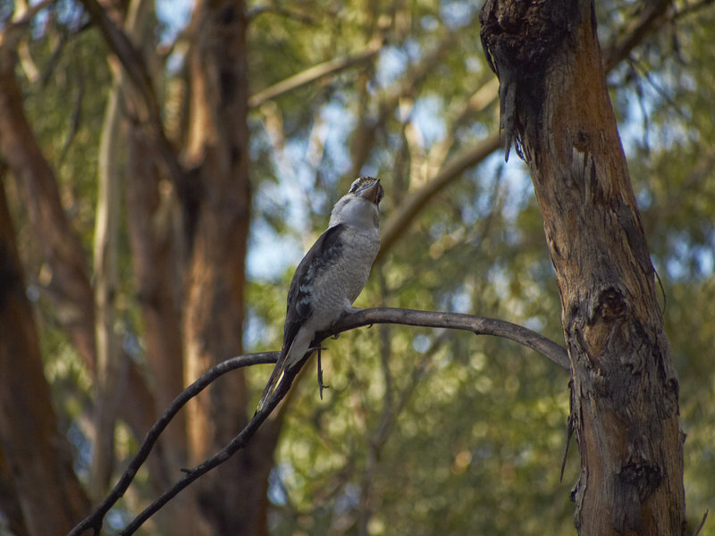 Warrumbungle